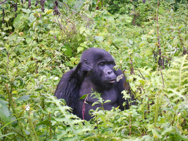 Gorilla trekking in Africa