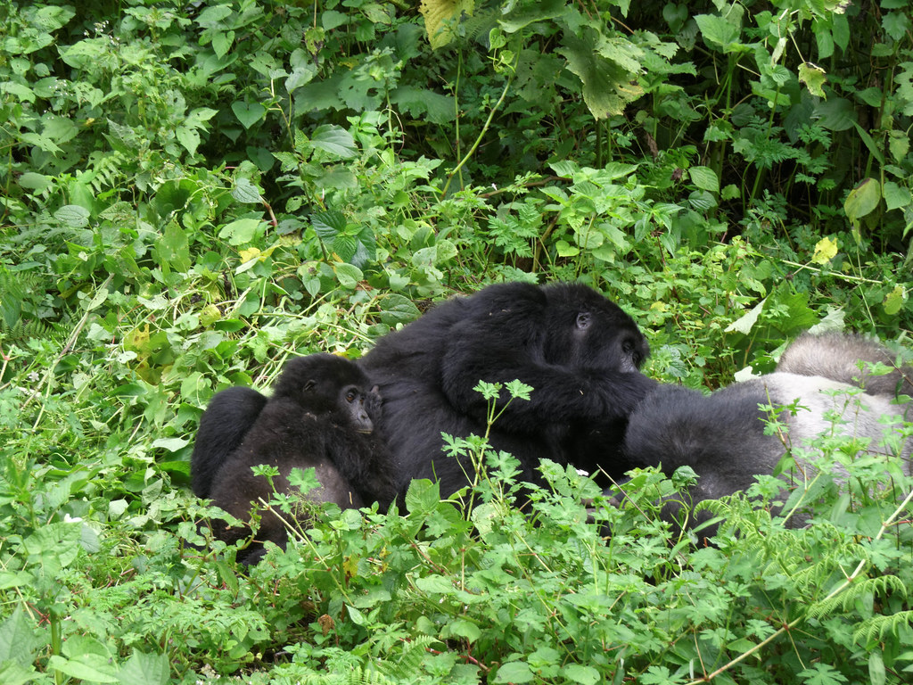 4 days double gorilla trekking safari 