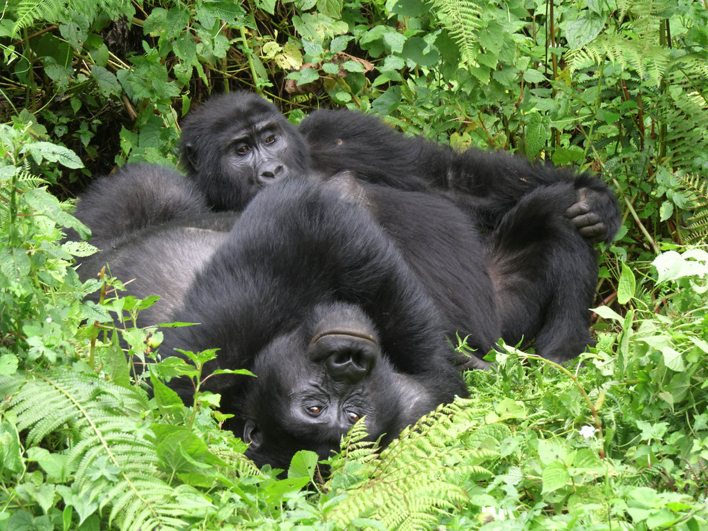 4 days double gorilla trekking safari 