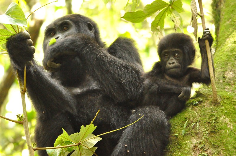 mountain gorilla trekking