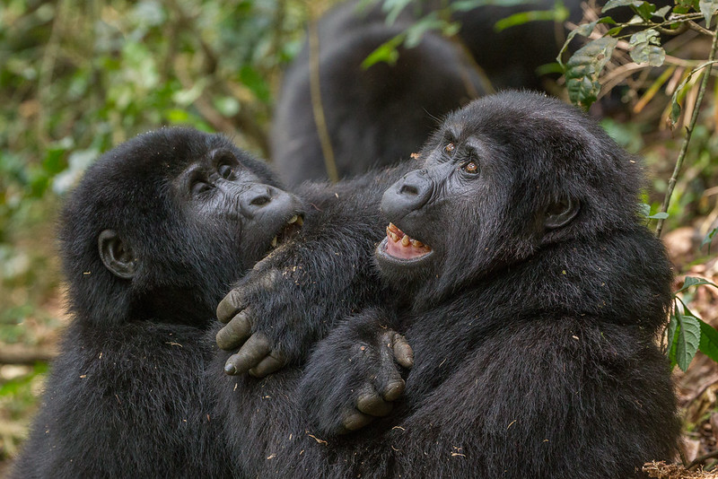 Mountain gorillas in East Africa