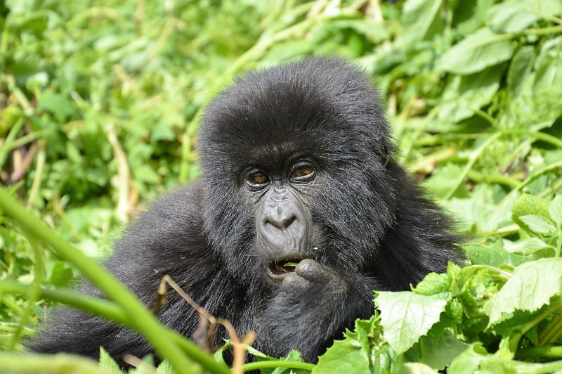 5 days gorilla trekking chimpanzee trekking