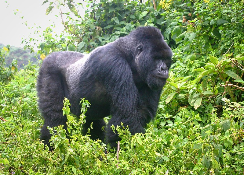 Volcanoes National Park Rwanda