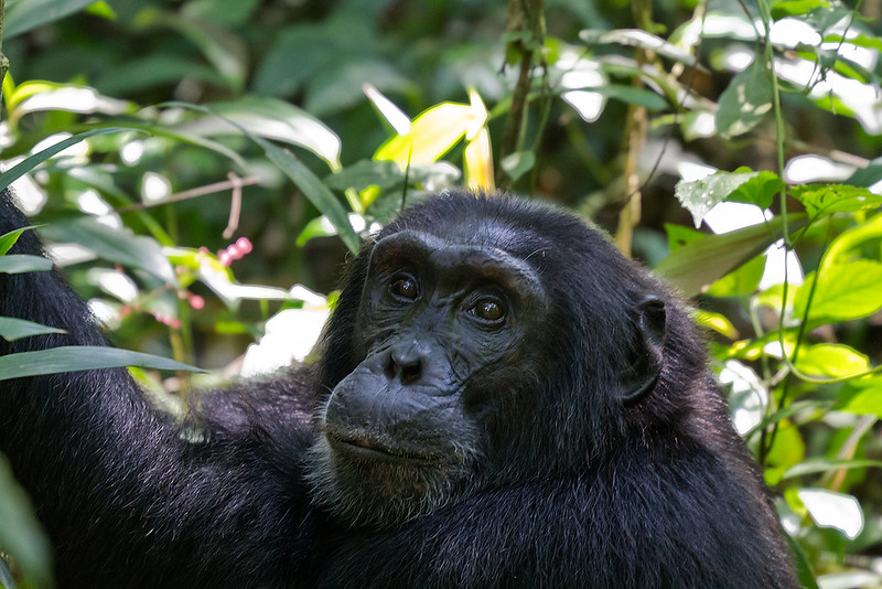 Chimpanzee trekking in kibale forest national park