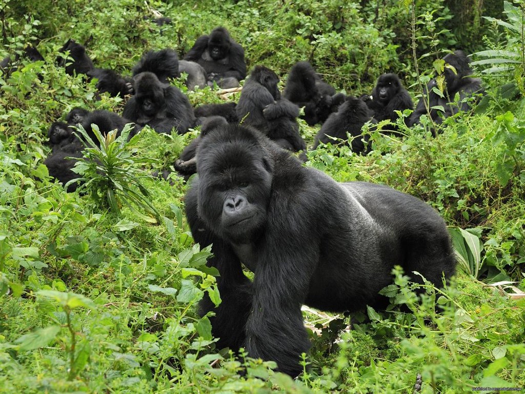 3 days gorilla trekking in uganda