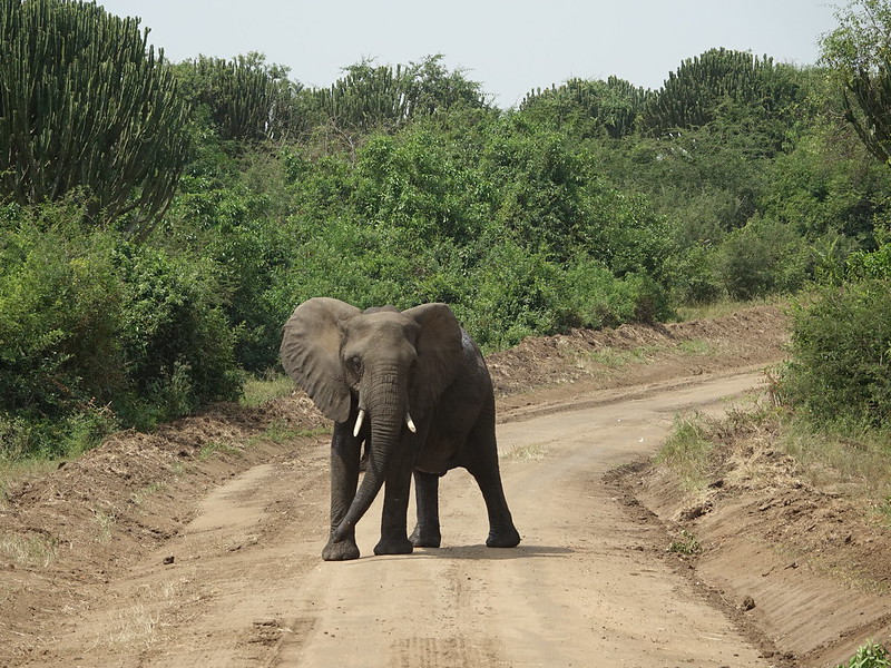 Kasenyi Plains