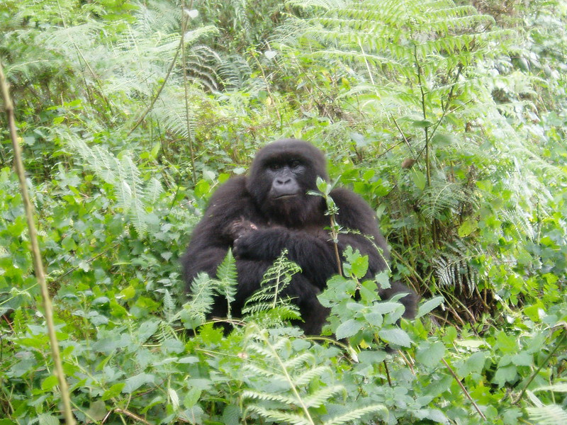 where to see gorillas in Africa