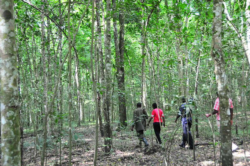 Maramagambo Forest