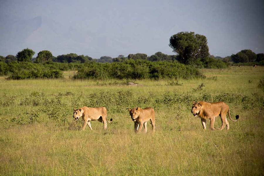 Kasenyi Plains Uganda