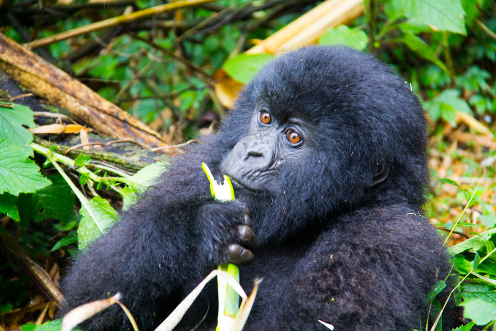 5 days great apes of uganda and  primates tour