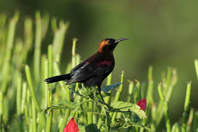 Bird Watching in Kibale Forest National Park