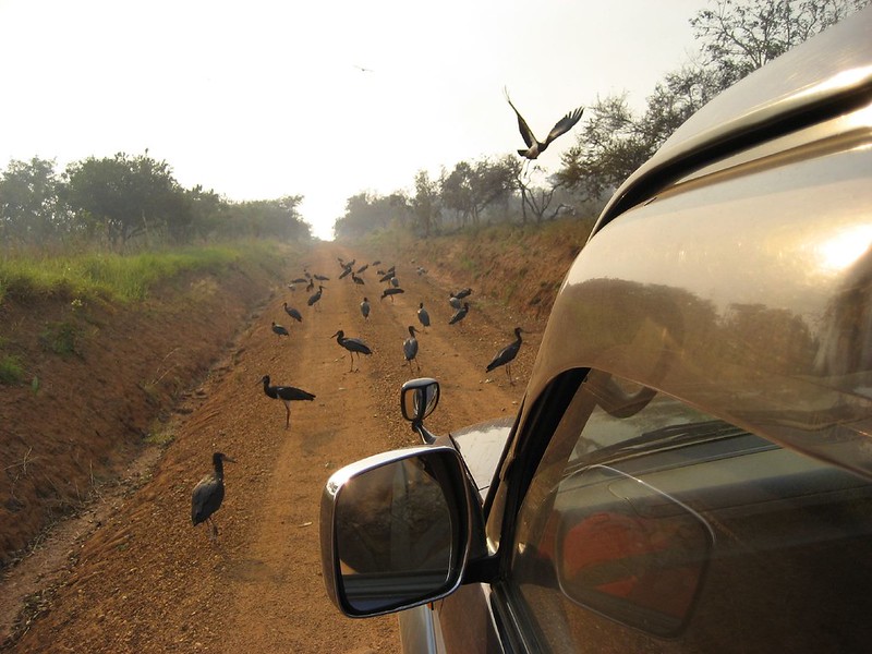 Game drive at Murchison falls national park