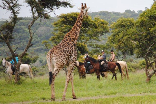 8 days of great Uganda primate and wildlife safaris.