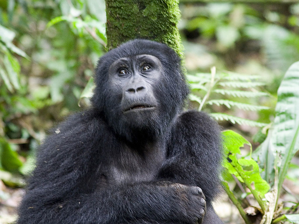 6 days Uganda gorilla trekking and lake bunyonyi