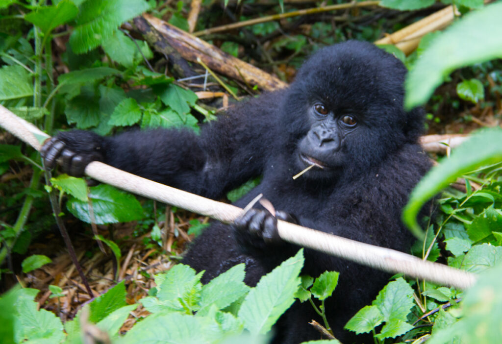 4 days gorilla trekking and habituation in bwindi