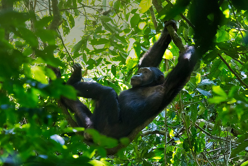 3 days chimpanzee trekking in kibale national park