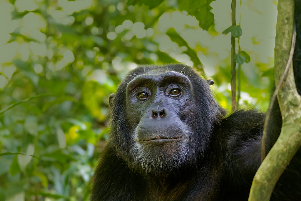 Uganda safaris