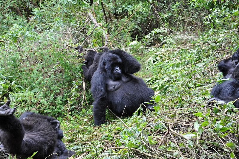 Best time to go gorilla trekking in Africa