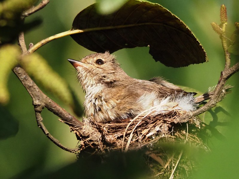 Bird Watching at Nyungwe Forest National Park