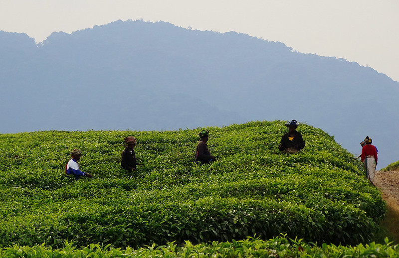 Attractions in Nyungwe Forest National Park