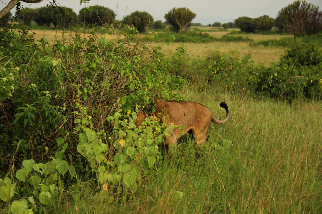 7 Days Uganda wildlife Safari tours