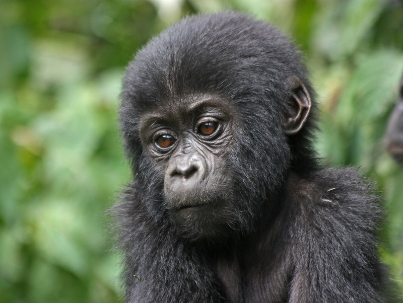 3 days gorilla trekking  in Africa