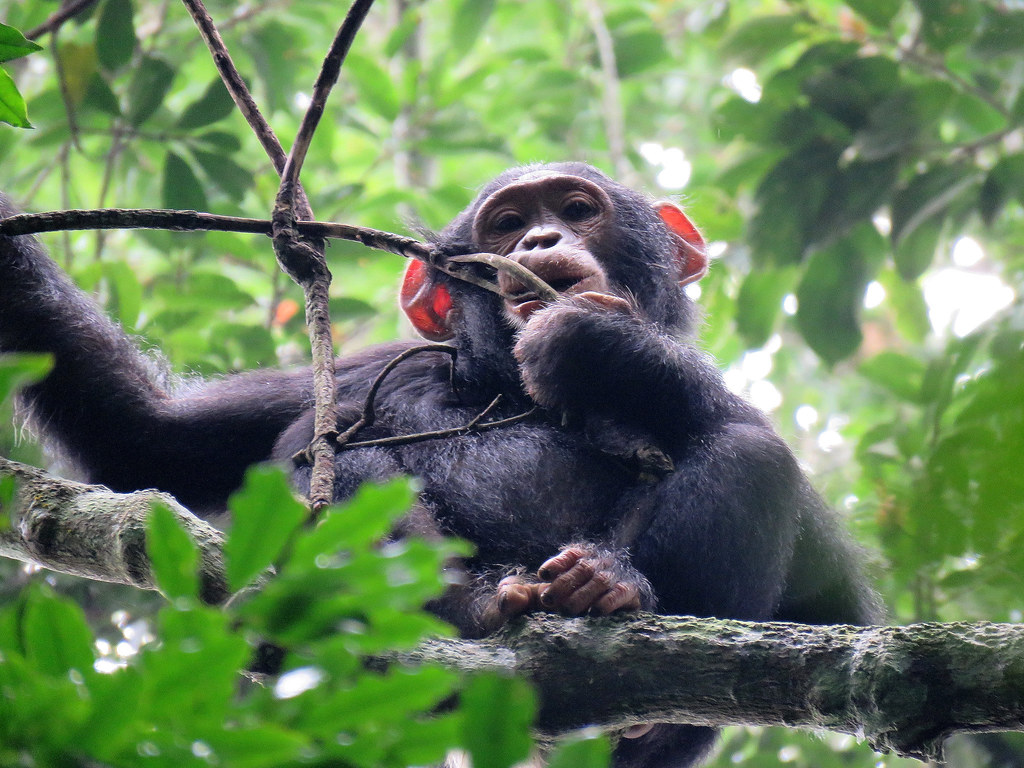 Chimpanzee trekking in nyungwe forest national park