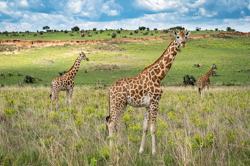 4 days Murchison Falls Wildlife Safari Uganda 