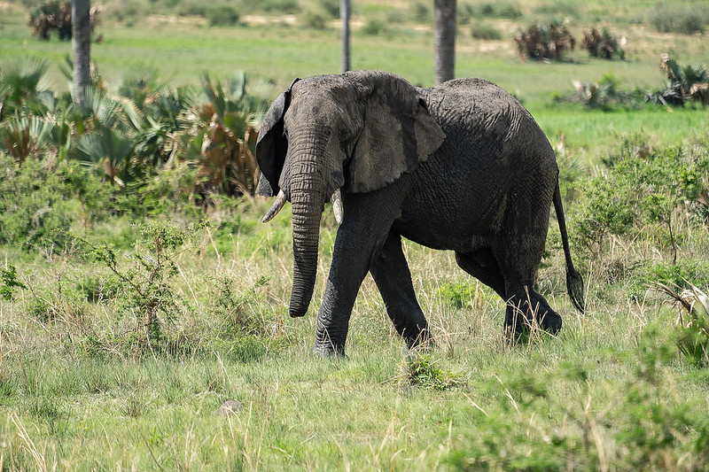 3 days queen Elizabeth national Park wildlife safari