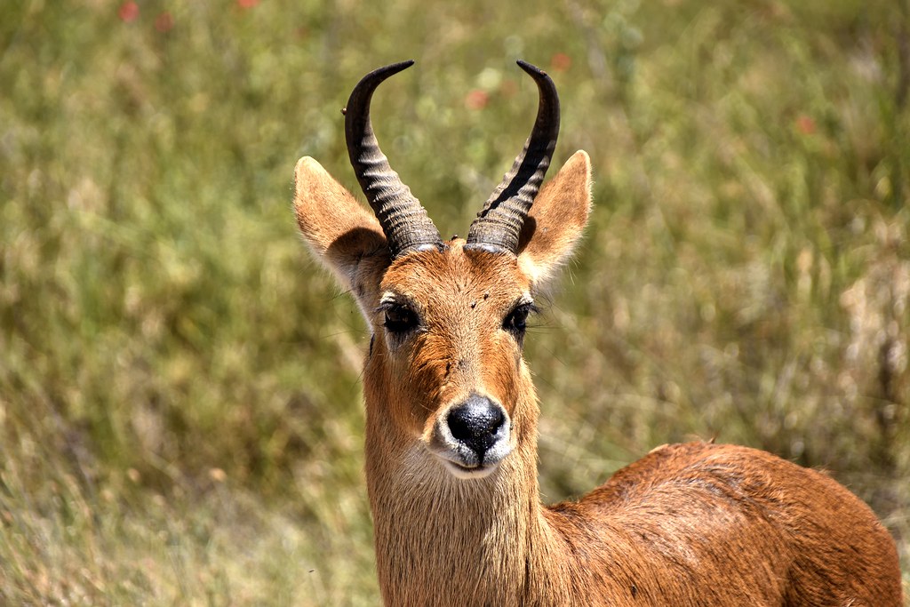 Ngorongoro Crater