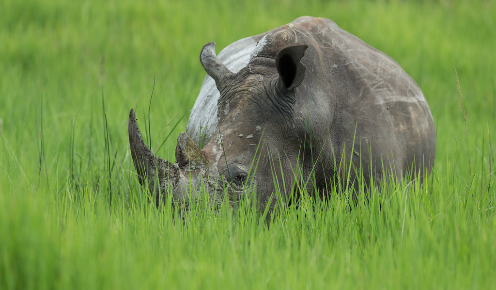 Ziwa Rhino Sanctuary