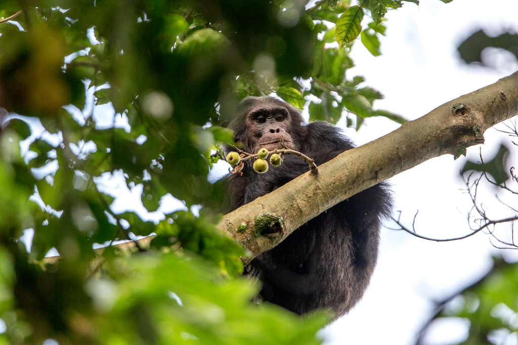 Best time to visit Nyungwe Forest National Park