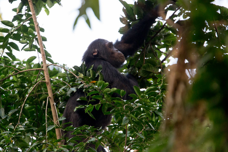 Nyungwe Forest National Park