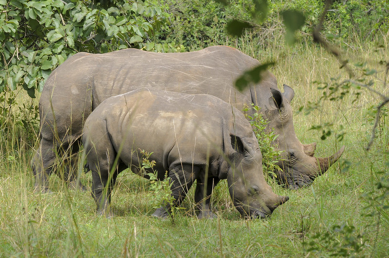 1 Day Rhino tracking  Ziwa Rhino Sanctuary 