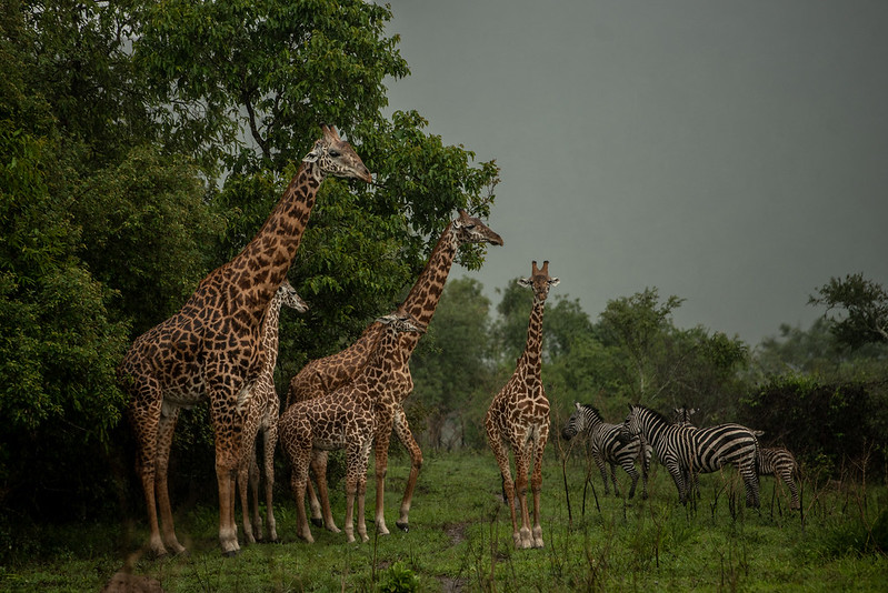 Akagera national park