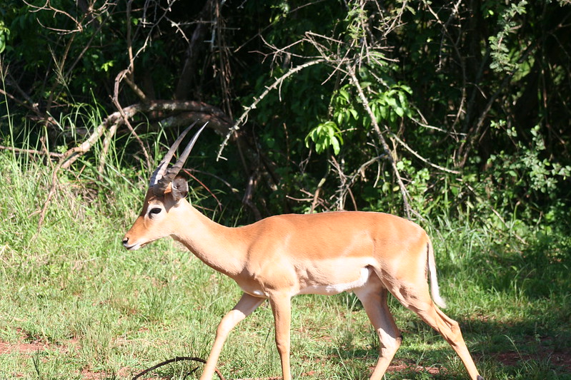 Wildlife safari in Akagera National Park