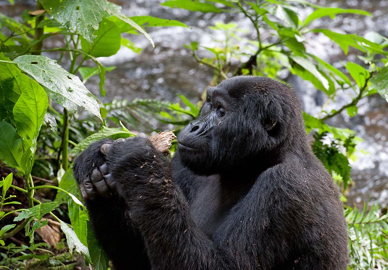 Cost of various gorilla trekking permits in africa right now