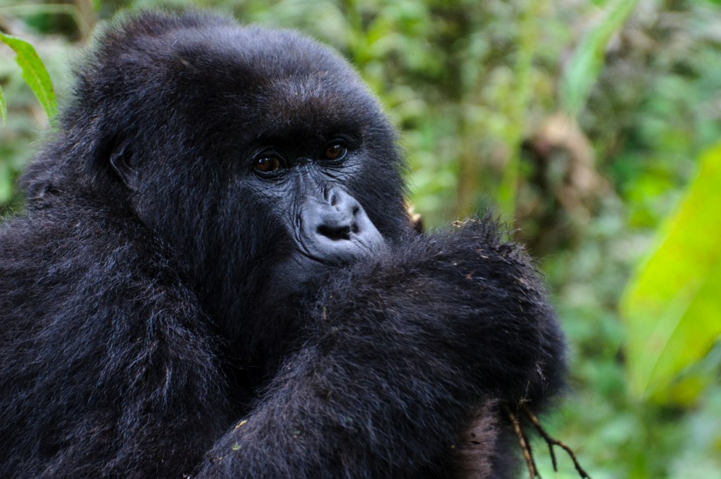 4 days Chimpanzee and gorilla trekking