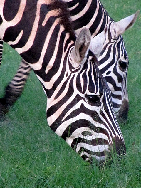 Kidepo Valley National Park