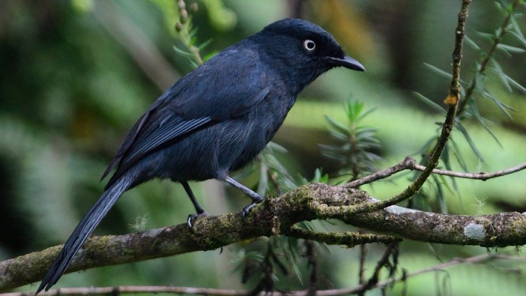 Bird Watching in Akagera