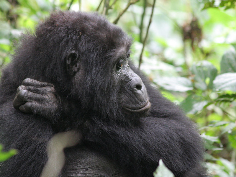 Gorilla Trekking From United States Of America (USA)