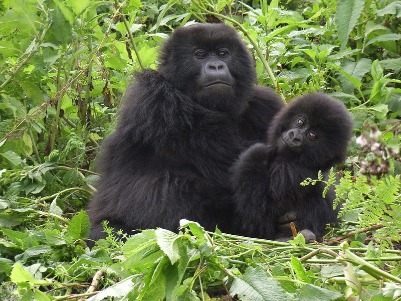 Gorilla Trekking From United States Of America