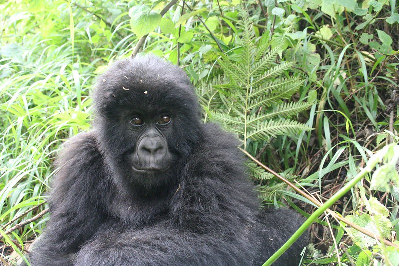 Gorilla Trekking Age Limit in Rwanda 