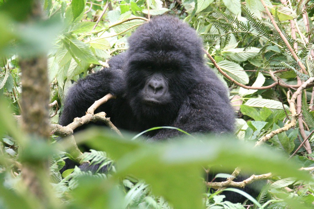 Gorilla trekking age limit in Rwanda