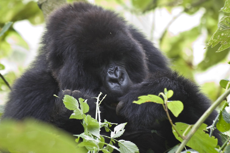 Gorilla trekking in Uganda, Rwanda and Congo