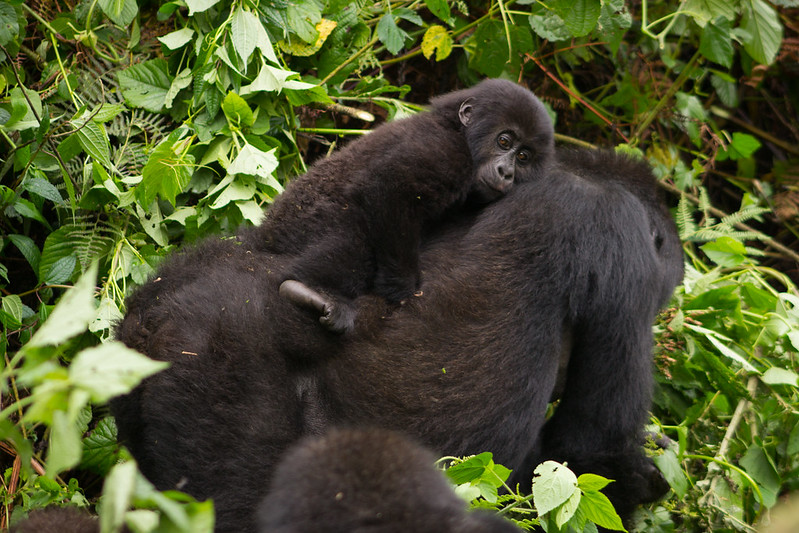 gorilla trekking in congo