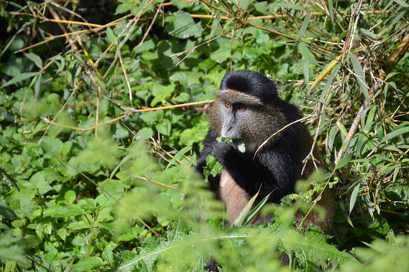 Golden monkey trekking in mgahinga national park 