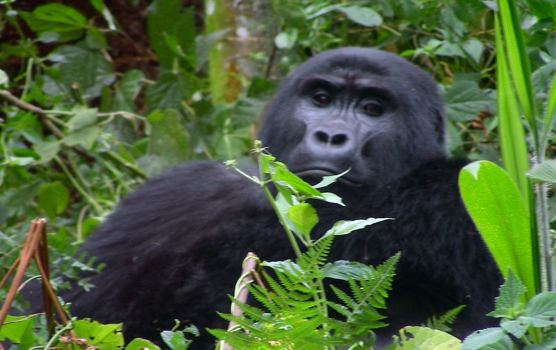 Gorilla trekking safari in Rwanda from Canada