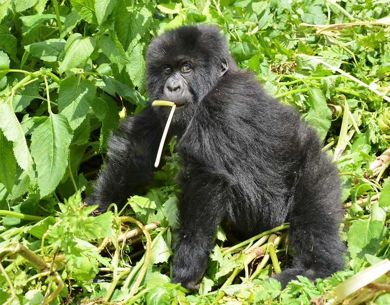 gorilla trekking safaris in rwanda