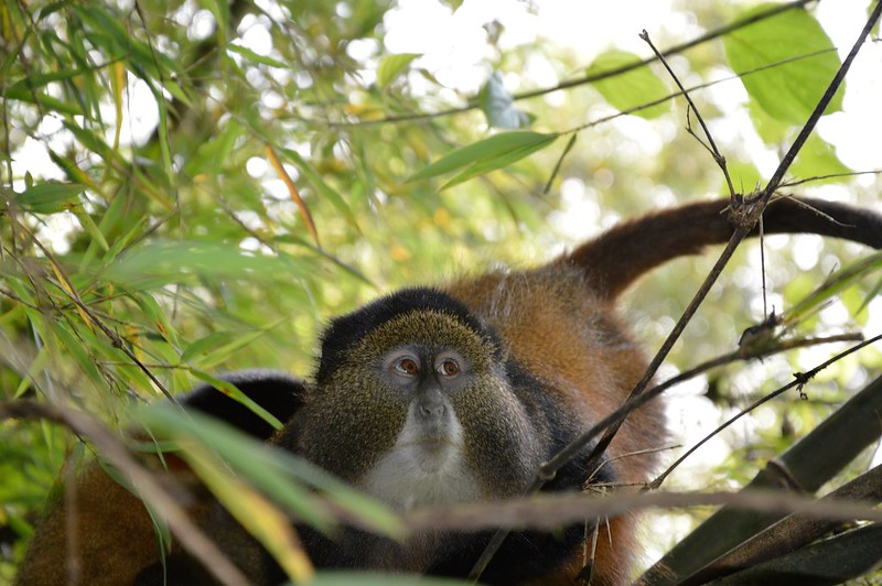 Golden Monkey Trekking at Volcanoes National Park